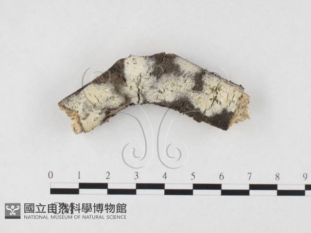 絲皮菌屬藏品圖，第3張