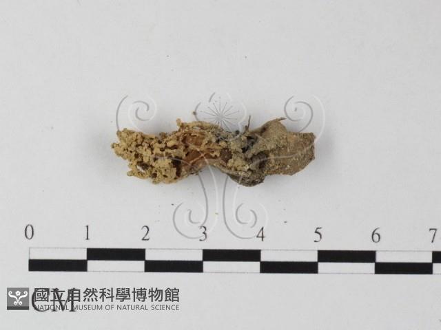登錄號:F0001765藏品圖，第3張