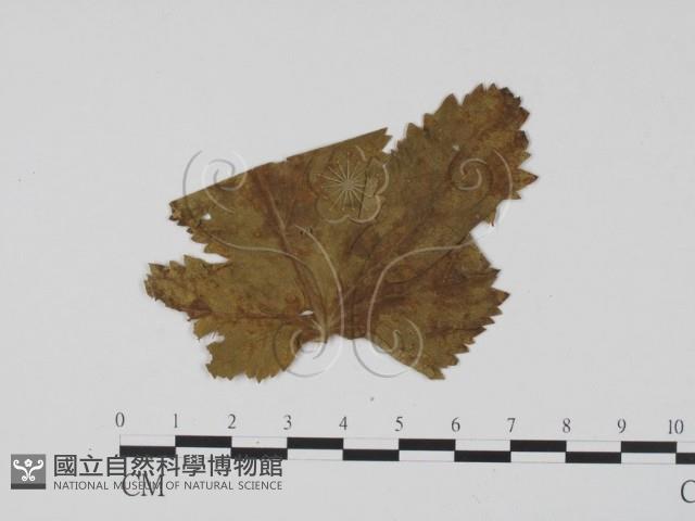 登錄號:F0011765藏品圖，第3張