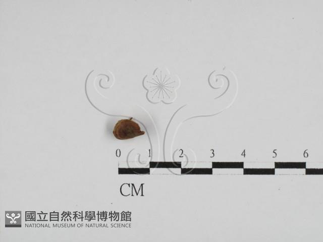 登錄號:F0004765藏品圖，第3張