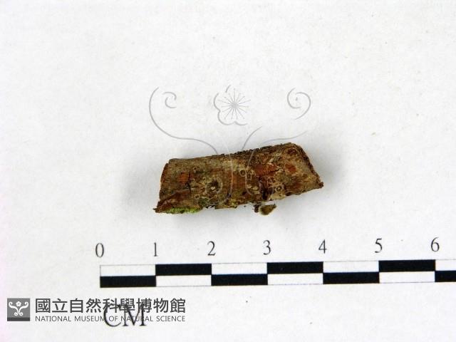 登錄號:F0022765藏品圖，第3張