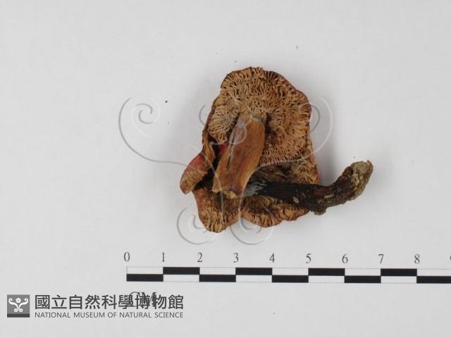 登錄號:F0025765藏品圖，第3張