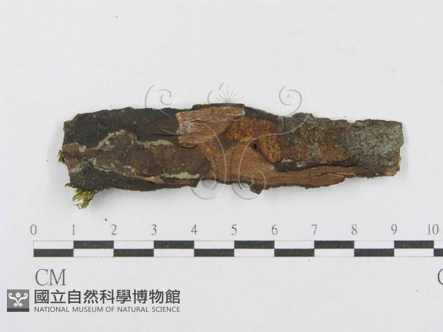 射脈菌屬藏品圖，第3張