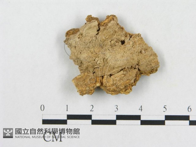 登錄號:F0006565藏品圖，第3張
