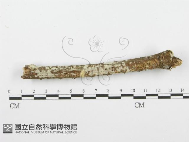 登錄號:F0001565藏品圖，第3張