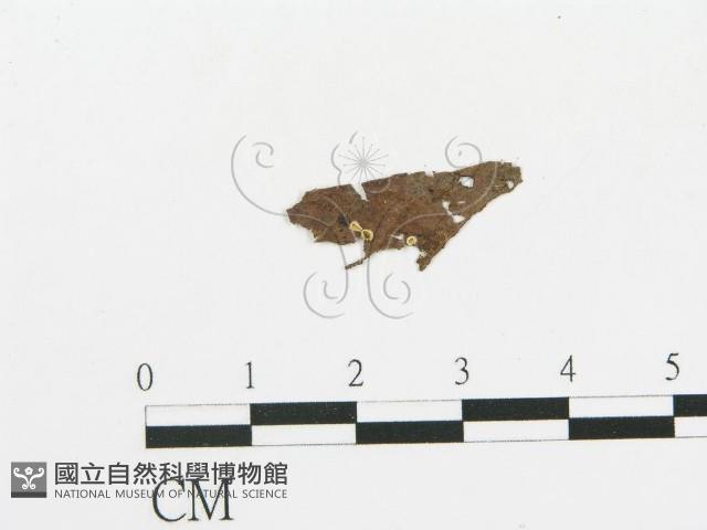 登錄號:F0011565藏品圖，第1張