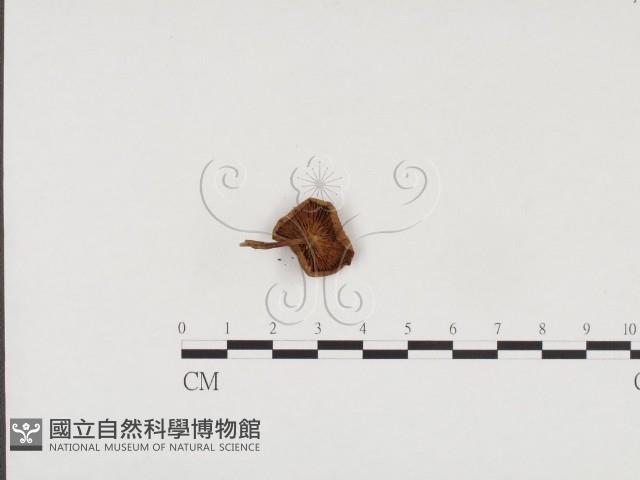 登錄號:F0024565藏品圖，第3張