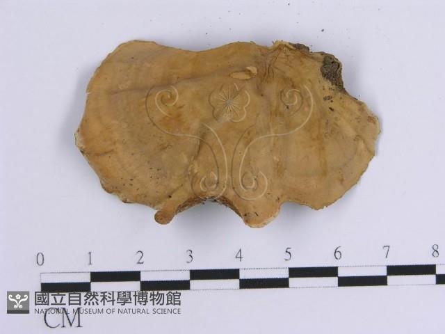 韌革菌屬藏品圖，第3張