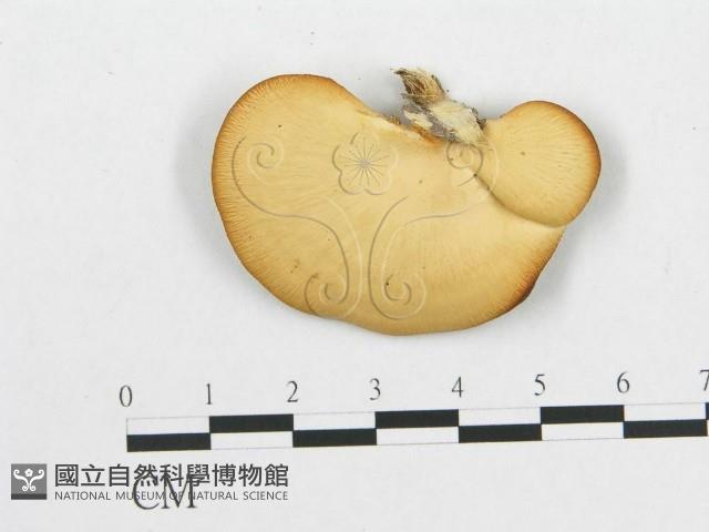 登錄號:F0012565藏品圖，第3張