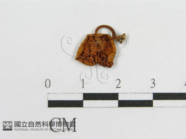 登錄號:F0007565藏品圖，第3張