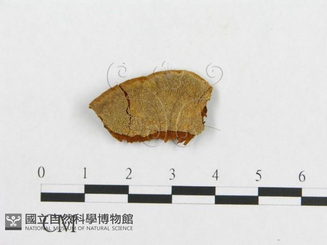 登錄號:F0017565藏品圖，第1張