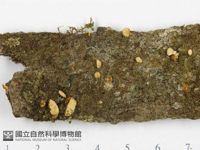 Accession Number:F0005565 Collection Image, Figure 3, Total 3 Figures