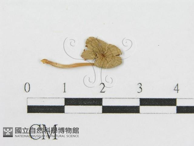 登錄號:F0015565藏品圖，第3張