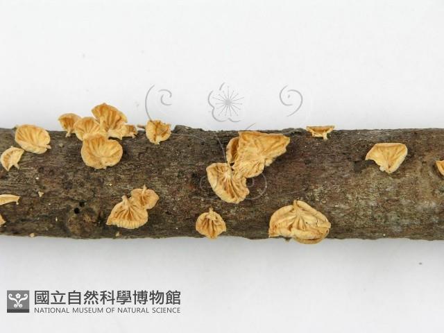 登錄號:F0003565藏品圖，第3張