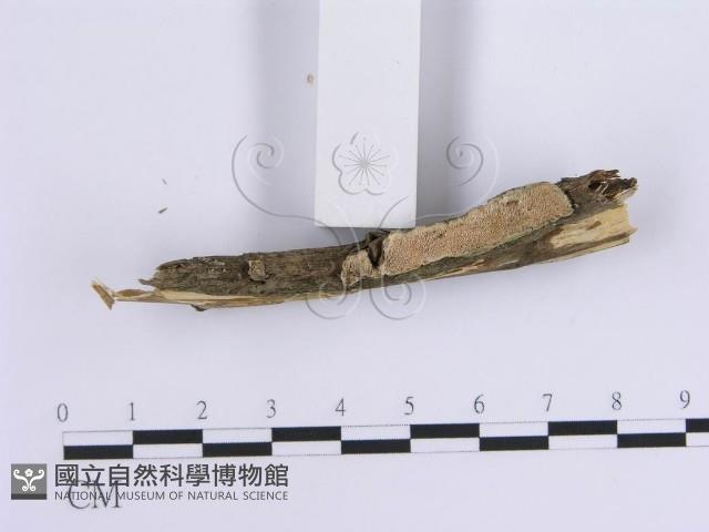 登錄號:F0013565藏品圖，第3張