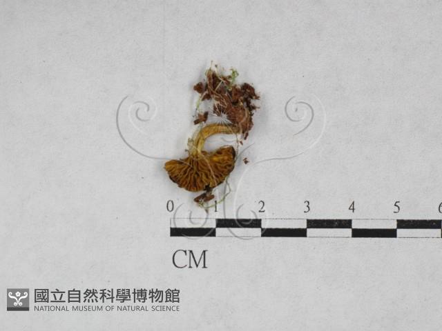 登錄號:F0028165藏品圖，第3張