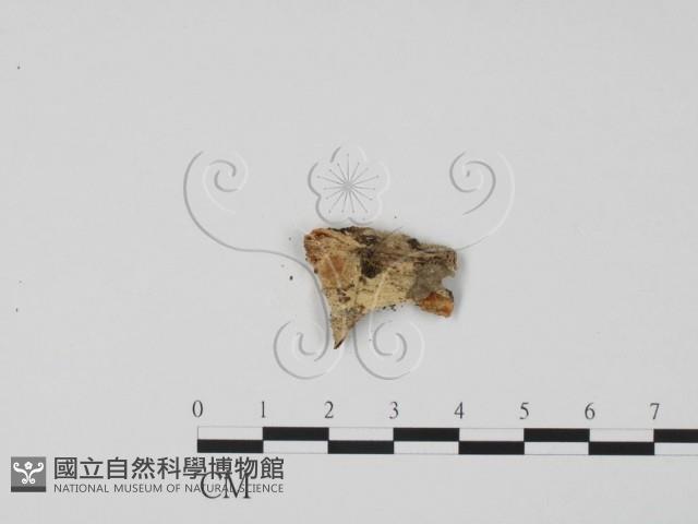 登錄號:F0010165藏品圖，第3張