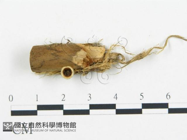 登錄號:F0001165藏品圖，第1張