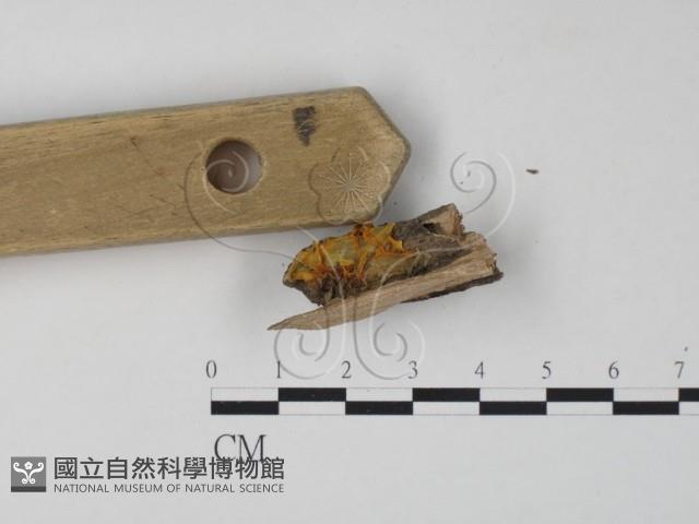 銀耳屬藏品圖，第3張