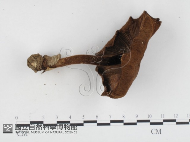 登錄號:F0024165藏品圖，第3張