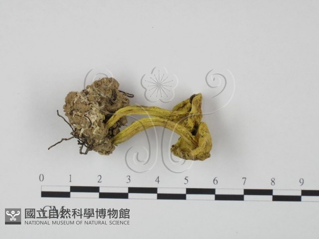 登錄號:F0002165藏品圖，第3張