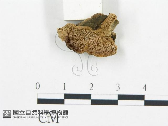 登錄號:F0007165藏品圖，第3張