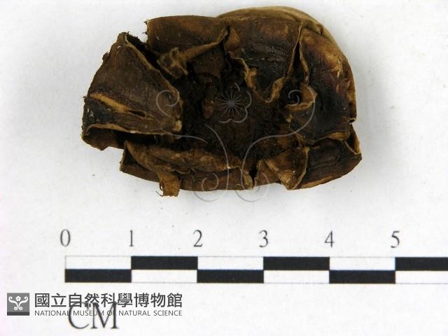 地星屬藏品圖，第3張