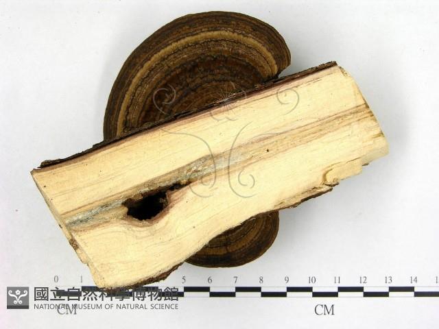 登錄號:F0009165藏品圖，第3張