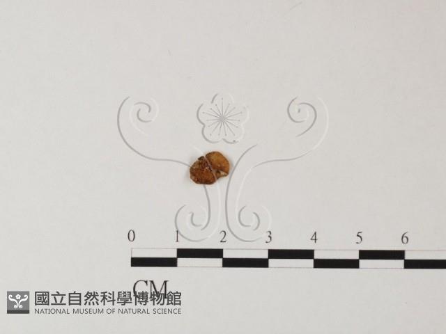 登錄號:F0019165藏品圖，第3張