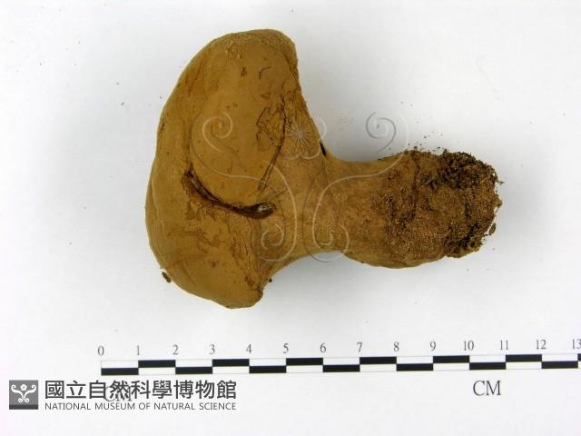 頭狀禿馬勃藏品圖，第3張