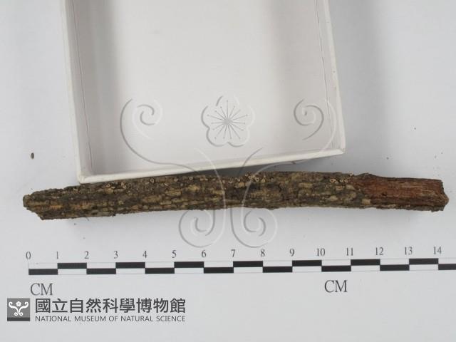 登錄號:F0003165藏品圖，第3張