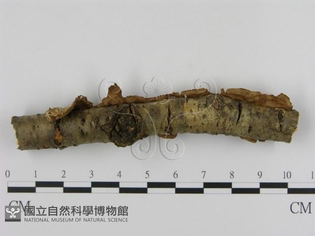 登錄號:F0010065藏品圖，第3張