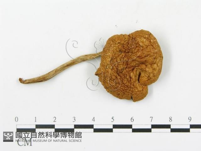 登錄號:F0016065藏品圖，第3張