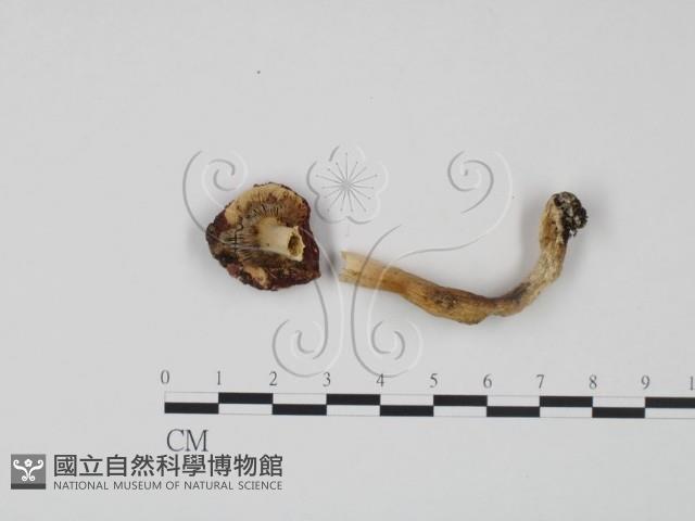 紅菇屬藏品圖，第3張