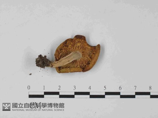 登錄號:F0024065藏品圖，第3張