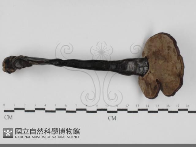 登錄號:F0032065藏品圖，第3張