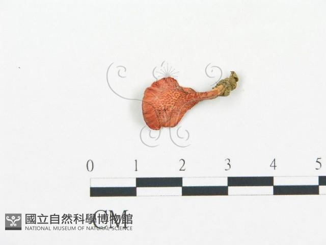 登錄號:F0017065藏品圖，第3張