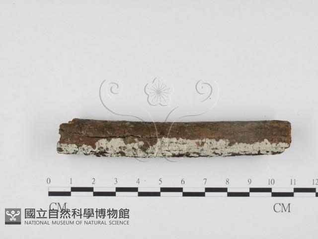 登錄號:F0005065藏品圖，第3張