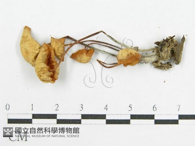 登錄號:F0015065藏品圖，第3張