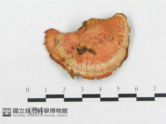 登錄號:F0019065藏品圖，第3張