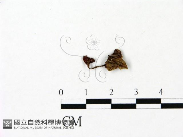 小菇屬藏品圖，第3張