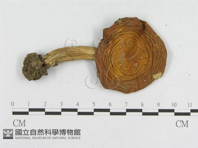 登錄號:F0013065藏品圖，第3張