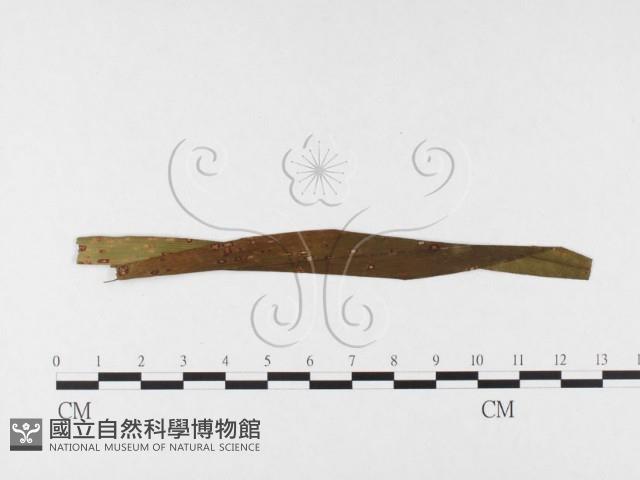 登錄號:F0026365藏品圖，第1張