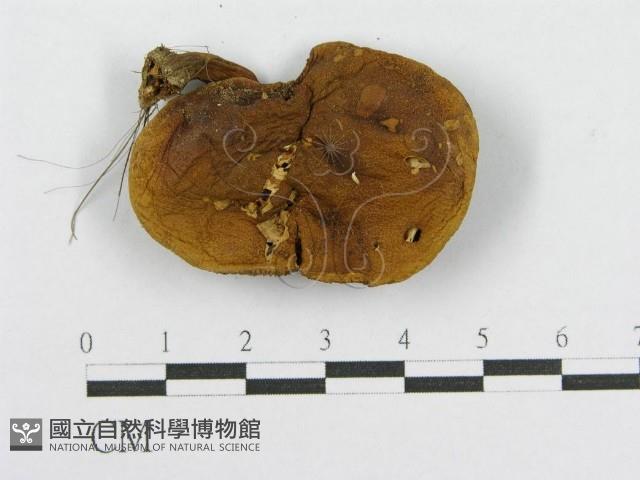 登錄號:F0016365藏品圖，第3張