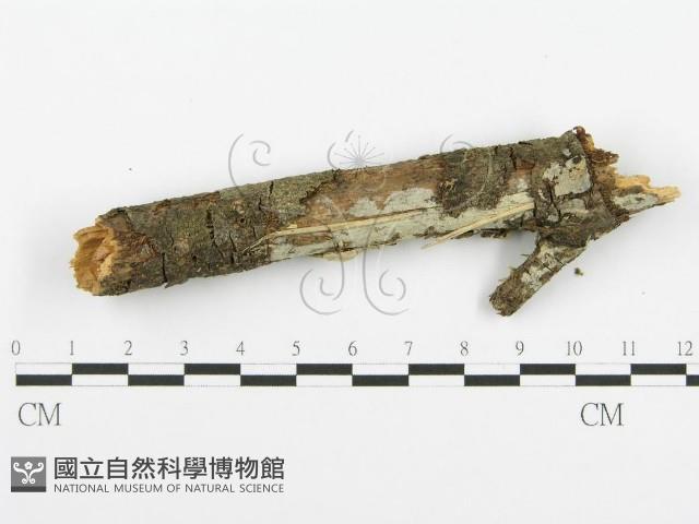 登錄號:F0001365藏品圖，第3張