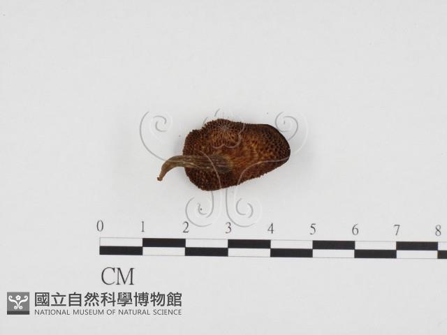登錄號:F0024365藏品圖，第3張