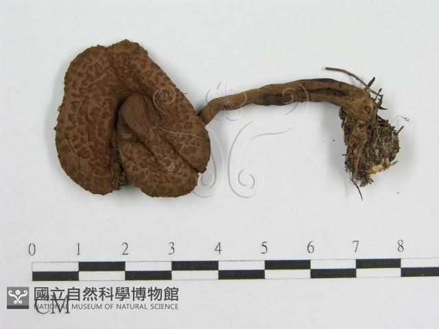 登錄號:F0004365藏品圖，第3張