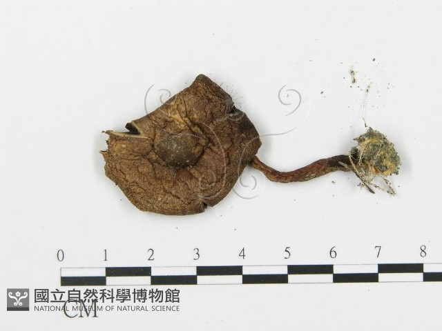 細鱗蘑菇藏品圖，第3張
