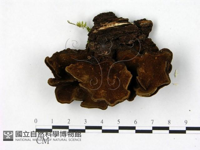 木層孔菌屬藏品圖，第3張