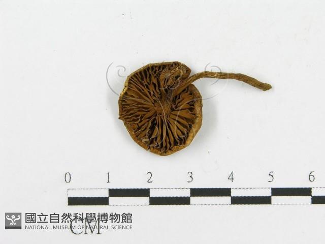 登錄號:F0002365藏品圖，第3張